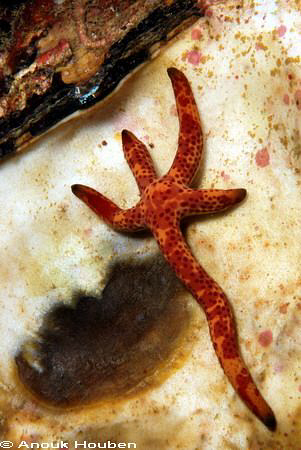 Lopsided seastar. Yala Rock, Weligama, Sri Lanka. by Anouk Houben 