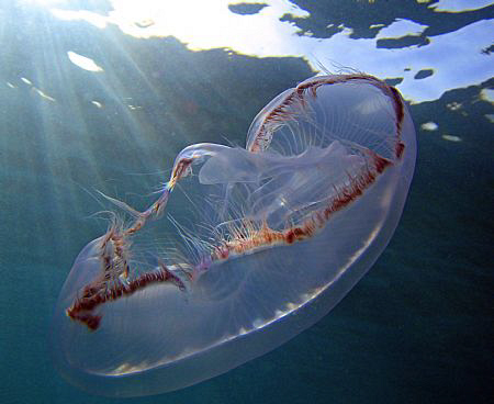 Moon jelly fish.  Unfortunately, by the coloration and be... by Juan Torres 