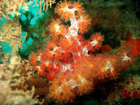 Paradise Island Resort, Artificial Reef, Samal, Davao Cit... by Bernard Maglana 