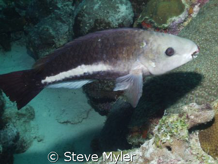 Queen Parrotfish  by Steve Myler 