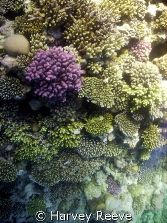 coral pinicle by Harvey Reeve 