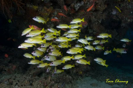 School of Snapper by Taco Cheung 