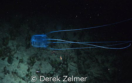 Box jelly at night. by Derek Zelmer 