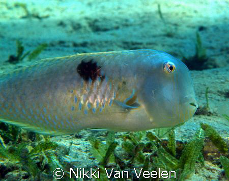 Razorfish taken at Marsa Bareika using Olympus E300 and S... by Nikki Van Veelen 