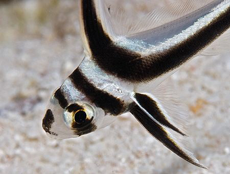 Juvenile Spotted Drum from Bonaire. by Jim Chambers 
