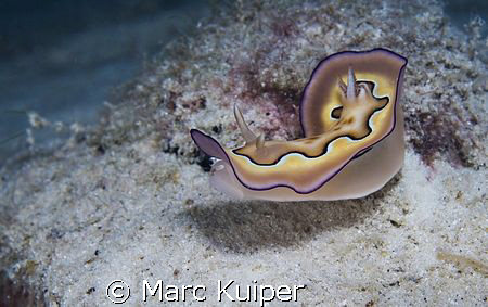 chromodoris coi. by Marc Kuiper 