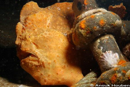 Giant angler fish, Antennarius commersonii. Kemod shoal, ... by Anouk Houben 