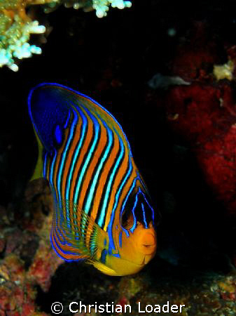 Regal Angelfish - at Koimalaa Corner, Baa Atoll.

Olymp... by Christian Loader 