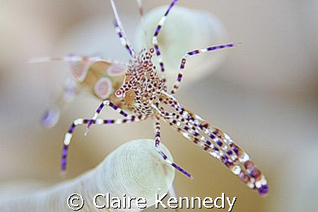 Pederson Shrimp Eyes, Cozumel, Mexico, Spring Break by Claire Kennedy 