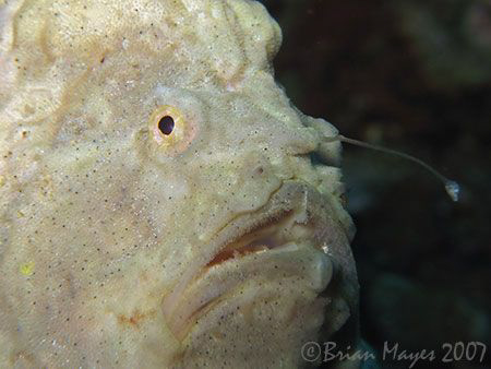 Froggy has gone fishing.<><><><>Canon G7, St Vincent by Brian Mayes 