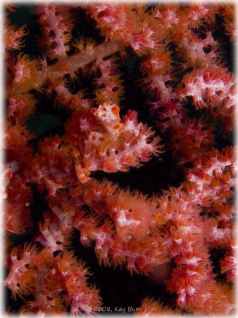 Spot the Pygmy Seahorse! Taken off Mabul Island just in f... by Kay Burn Lim 