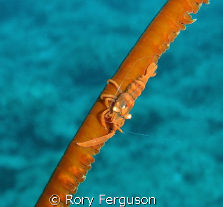 Partner shrimp on whip coral, Perhentian Islands Malaysia by Rory Ferguson 