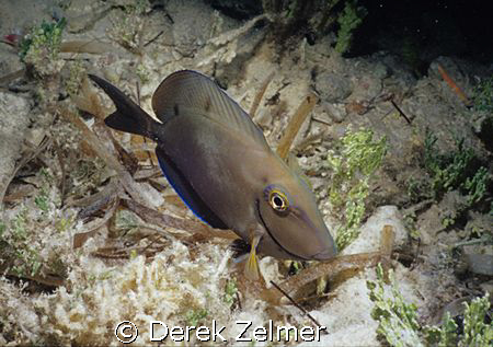Surgeonfish in night colors. Graham's Harbor, San Salvado... by Derek Zelmer 
