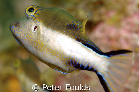 Juvenile Puffer East End Grand cayman Nikon D200 60mm lens by Peter Foulds 