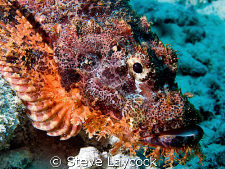 Scorpion fish by Steve Laycock 