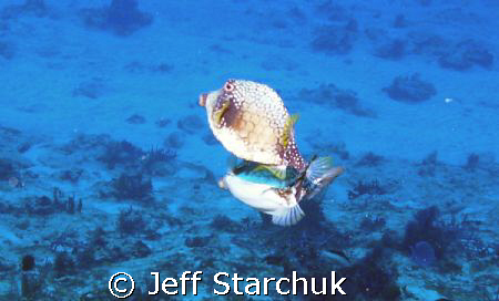 caught in the act.  by Jeff Starchuk 