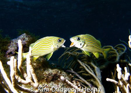 Juvenile French grunts "gaping". Trying to establish domi... by Kim Dudgeon-Heany 