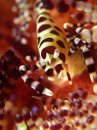 Coleman Shrimp by Paul Ng 