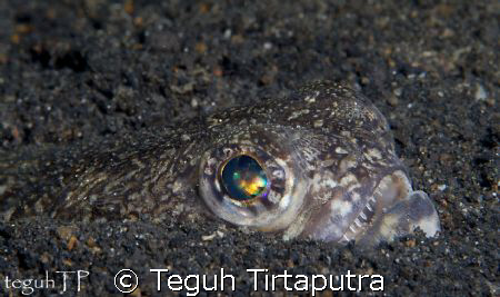 Painted Grinner, taken at Lembeh Strait, Manado. Just hid... by Teguh Tirtaputra 