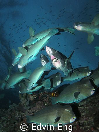 A school of bumpheads, doing the U-turn! Taken in Sipadan... by Edvin Eng 