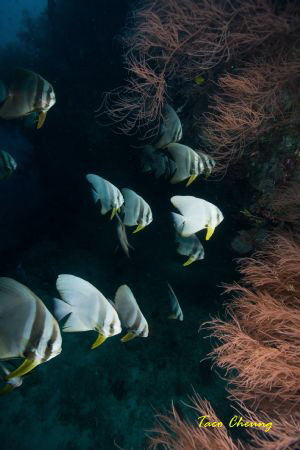 Batfish by Taco Cheung 