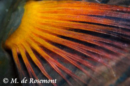 Close up!! D50/105mm 1 strobe (Borabora) by Moeava De Rosemont 