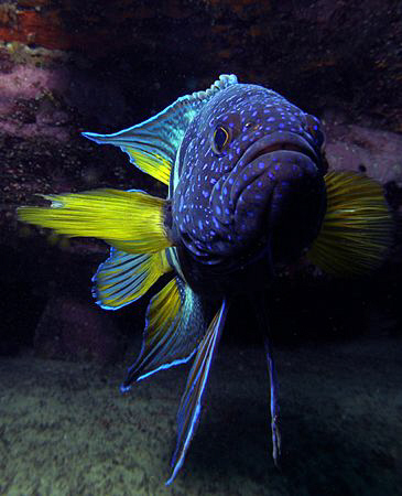 Eastern Blue Devilfish, Clovelly by Doug Anderson 