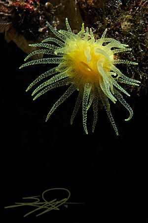 Leptosamnia pruvoti by Nicholas Samaras 
