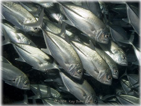 Jacks at the Drop Off at Sipadan Island. Dawn dive. Taken... by Kay Burn Lim 