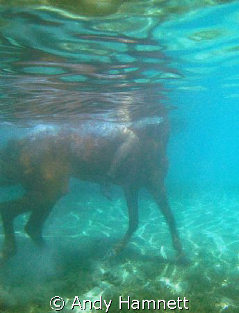 I´ve heard of seahorses in the Red sea, but not this big!
 by Andy Hamnett 