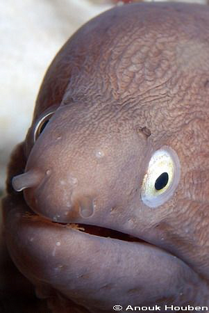 White-eyed moray, Siderea thyrsoidea. Picture taken on th... by Anouk Houben 