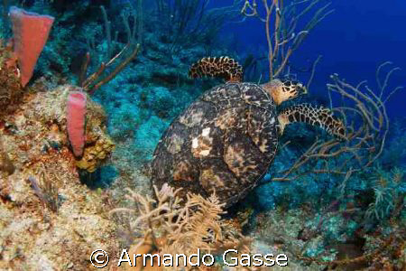 Hawk Bill turttle on the drop off by Armando Gasse 