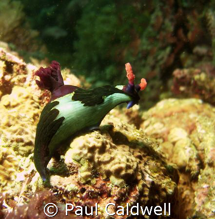 Nembrotha rutilans, Anilao, Philippines by Paul Caldwell 