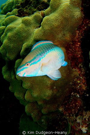 Parrotfish in the Tobago Cays.
Taken while freediving wi... by Kim Dudgeon-Heany 