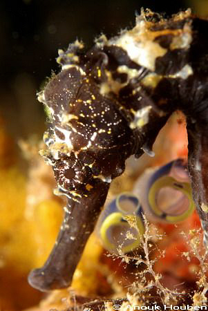 Seahorse at Gato Island, Malapascua. by Anouk Houben 