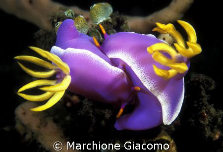 Nudi lovers: Indonesia -  Gangaa island
Nikon F90x, 105 ... by Marchione Giacomo 