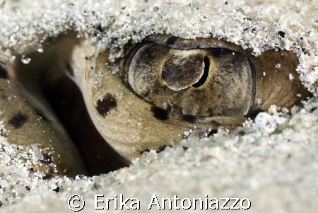 Eye see eye see... by Erika Antoniazzo 