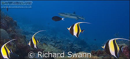 Keep your heads down boys !
Sabah Borneo. Nikon D2x 12-2... by Richard Swann 