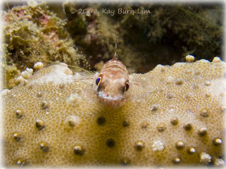 Taken with a Sea & Sea DX-1g off Kalpalai reef by Kay Burn Lim 