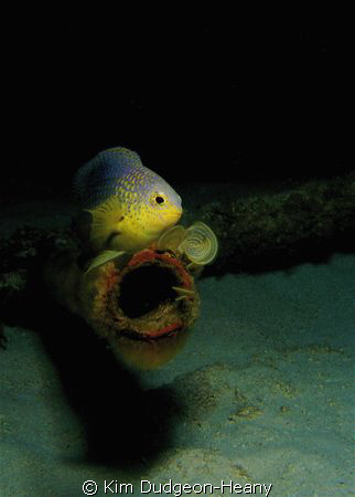 Juvenile Damselfish in the Tobago Cays.
Taken at dusk, w... by Kim Dudgeon-Heany 