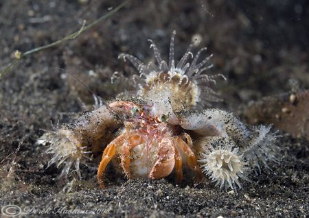 Hermit crab. Lembeh straits. D200, 60mm. by Derek Haslam 