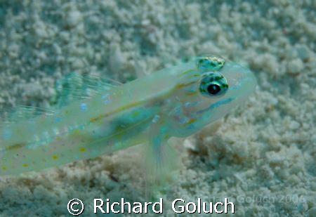Gobi in Belize waters by Richard Goluch 