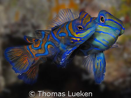 mating Mandarins by Thomas Lueken 