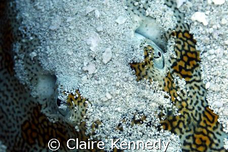 The eyes of a Ray.  Southern Sting Ray eyes and gills. by Claire Kennedy 