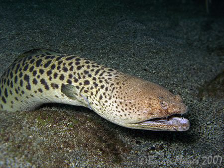 Spotted Spoon-Nose Eel (Echiophis intertinctus) seemed to... by Brian Mayes 