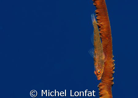 A small Brown Gobie in the Blue of the Red Sea... by Michel Lonfat 