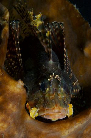 Lembeh Lionfish patiently having his picture taken. by Barbara Schilling 