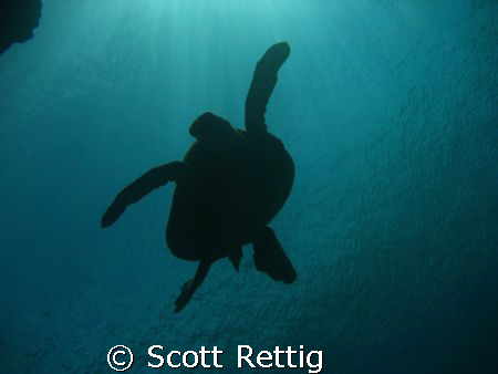 Honu at Sharks Cove, North Shore Oahu by Scott Rettig 