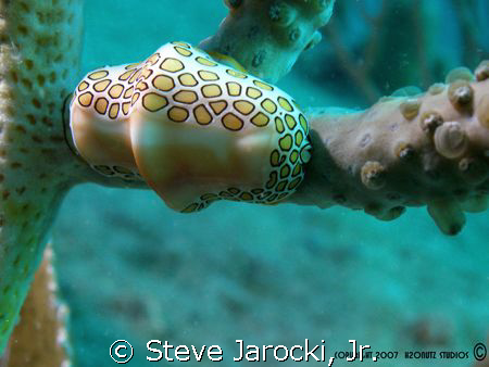 Flamingo Tongue (a type of snail), taken in 30' of water ... by Steve Jarocki, Jr. 