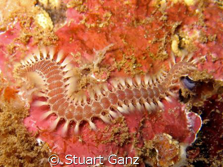 Fireworm, taken with Canon IXY DIGITAL 80 F5.6 1/60's by Stuart Ganz 